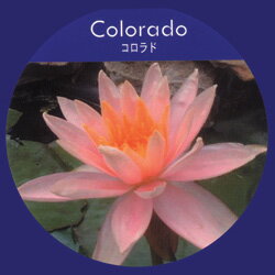 スイレン■水生植物■色変わりスイレン　コロラド　簡単ポット苗