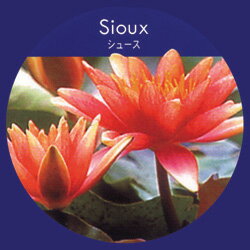 スイレン■水生植物■色変わりスイレン　シュース　簡単ポット苗