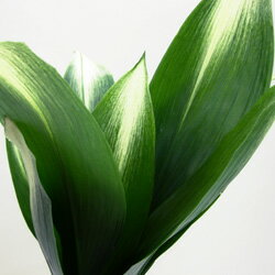 楽天市場 宿根草 シェードガーデンに斑入り葉蘭 ハラン アサヒ18cm鉢植え ペットエコ ザガーデン楽天市場店 楽天市場 宿根草 シェードガーデンに斑入り葉蘭 ハラン アサヒ18cm鉢植え ペットエコ ザガーデン楽天市場店