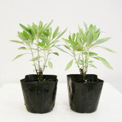 楽天市場 ハーブ苗 再入荷 カリフォルニア ホワイトセージ サルビア アピアナ 10 5cmポット苗 ペットエコ ザガーデン楽天市場店 楽天市場 ハーブ苗 再入荷 カリフォルニア ホワイトセージ サルビア アピアナ 10 5cmポット苗 ペットエコ ザガーデン楽天市場店