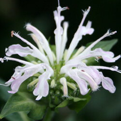 ■宿根草■モナルダ　ディディマホワイト10．5cmポットのサムネイル