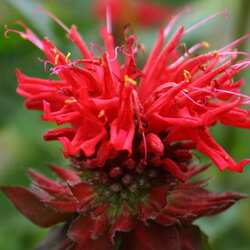 ■宿根草■モナルダ　ディディマレッド10．5cmポットのサムネイル