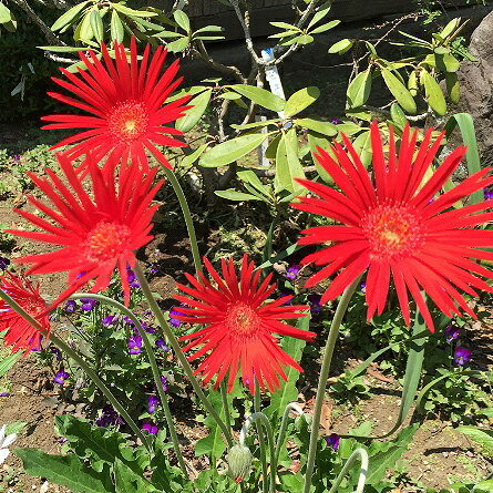 ■宿根草苗■宿根一重咲きクラシックガーベラ　ブライトレッド10.5cmポット苗