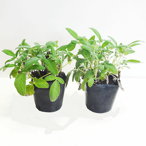 ■宿根草■再入荷！サルビアインテルプタ10．5cmポット苗