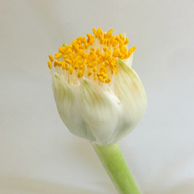 楽天市場 宿根草 ハエマンサスアルビフロス マユハケオモト10 5 12cmポット苗 ペットエコ ザガーデン楽天市場店 楽天市場 宿根草 ハエマンサスアルビフロス マユハケオモト10 5 12cmポット苗 ペットエコ ザガーデン楽天市場店