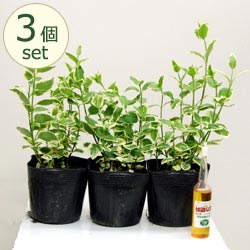 ■グランドカバーに■シェードガーデンにも青紫色の花　　ツルニチニチソウ3．5号ポット3個セットのサムネイル
