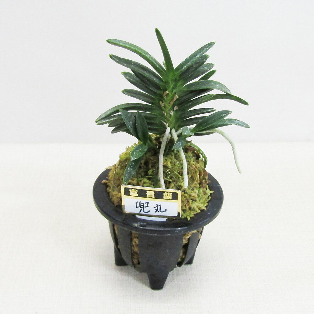 ■山野草・古典園芸植物■　NEW！　富貴蘭　兜丸3号鉢植え