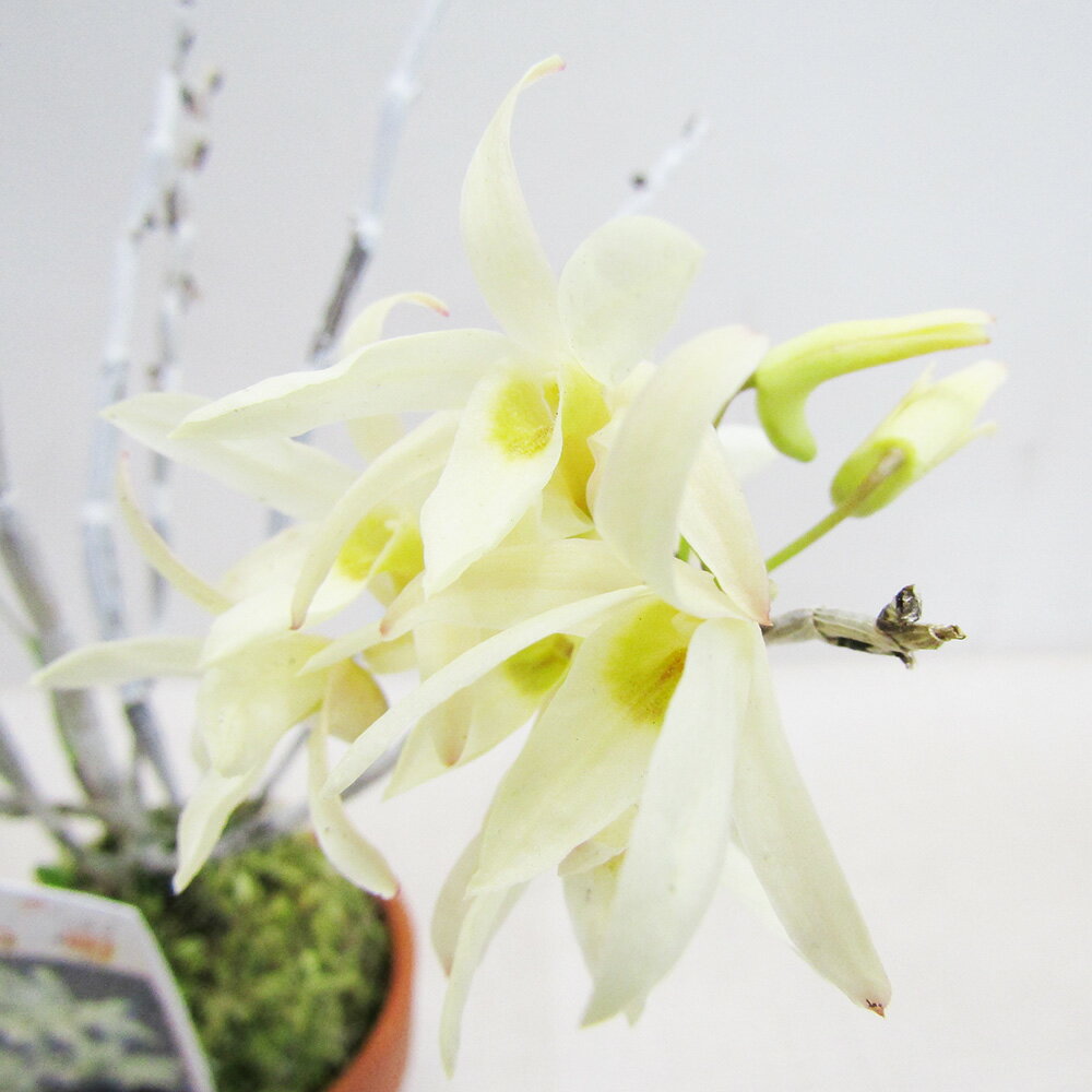 ■山野草・古典園芸植物■　NEW！　長生蘭　石斛　セッコク　黄の司2．5号鉢植えのサムネイル