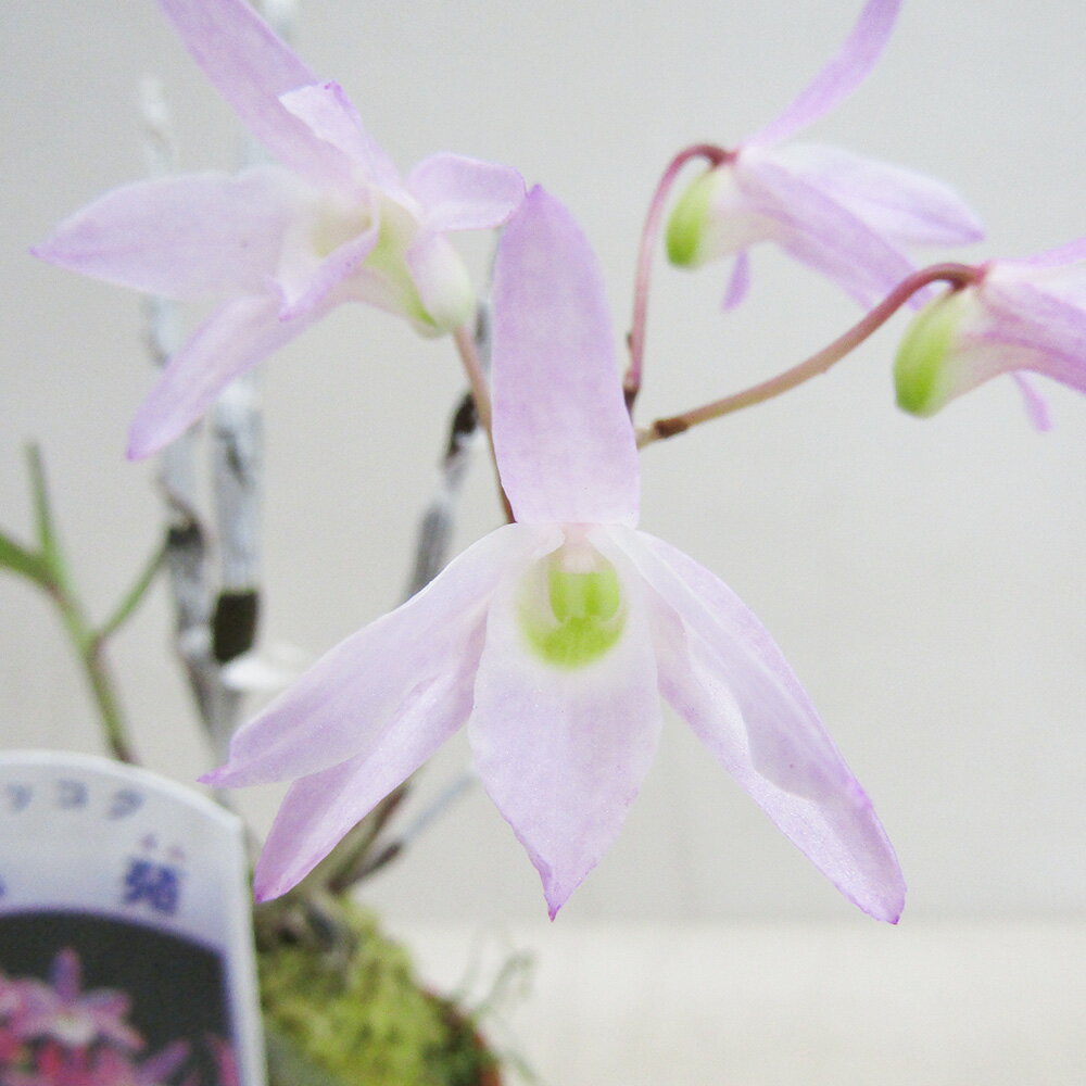 ■山野草・古典園芸植物■　NEW！　長生蘭　石斛　セッコク　桃苑2．5号鉢植えのサムネイル