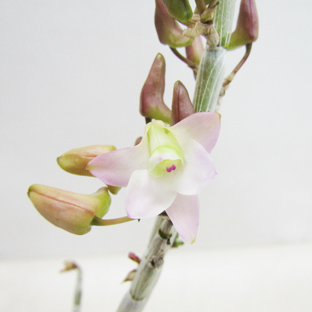 ■山野草・古典園芸植物■　NEW！　長生蘭　石斛　セッコク　桃梨華2．5号鉢植えのサムネイル