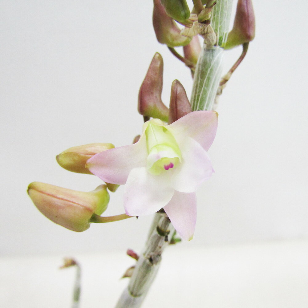 ■山野草・古典園芸植物■　NEW！　長生蘭　石斛　セッコク　桃梨華2．5号鉢植え