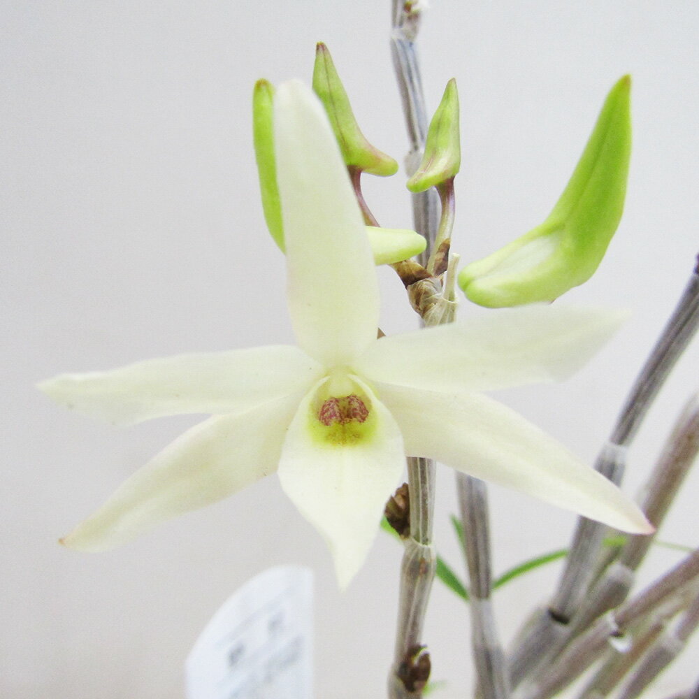 ■山野草・古典園芸植物■　NEW！　長生蘭　石斛　セッコク　野村2．5号鉢植えのサムネイル