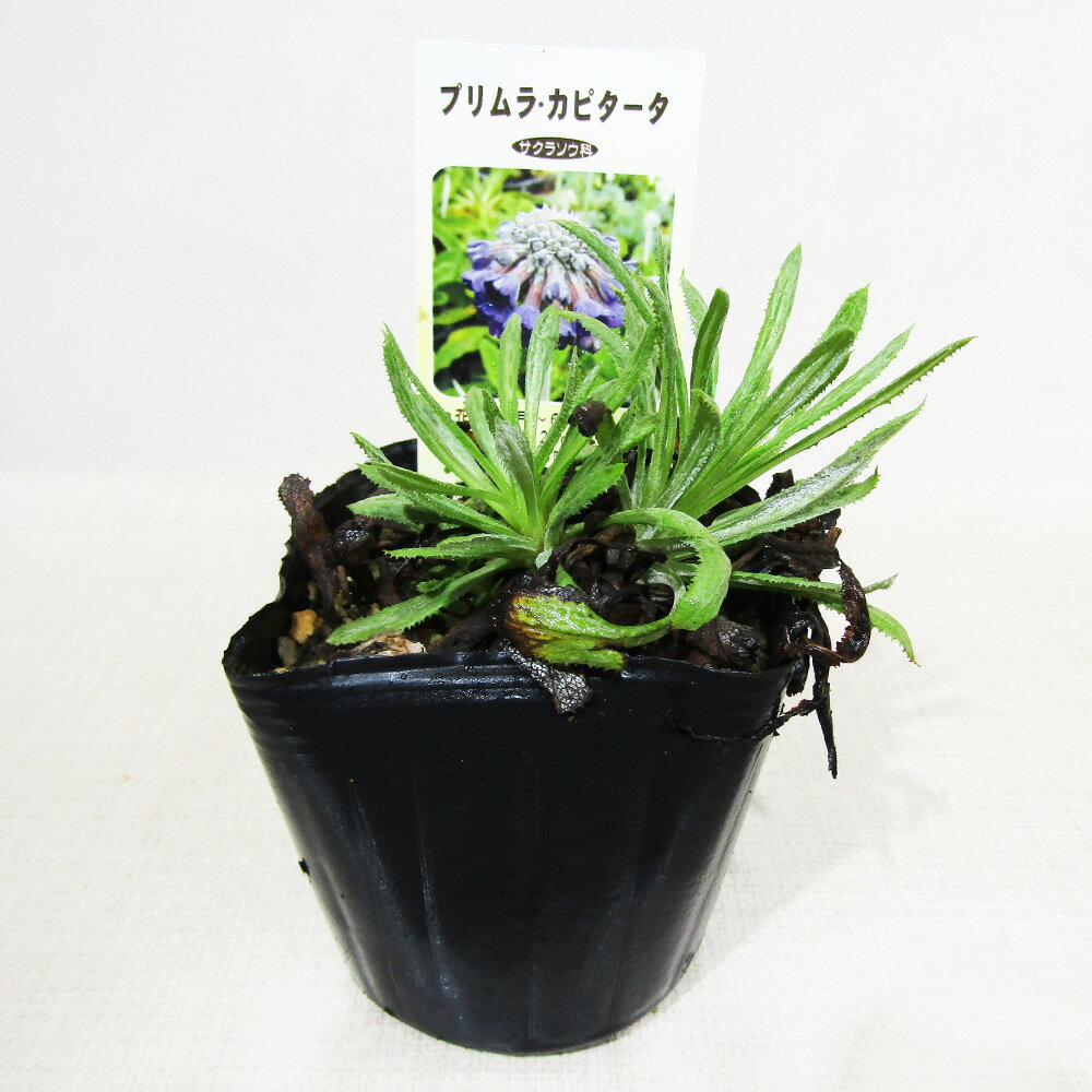 □山野草□プリムラカピタータΦ9c...