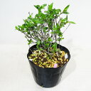 □山野草□ 紫丁花 桃花 Φ10.5cmポット苗