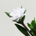 □山野草□ 八重咲き白花ハクチョウゲ Φ10.5cmポット苗