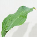 □山野草□ ギボウシ ホスタ エルヴィスライヴス Φ12cmポット苗