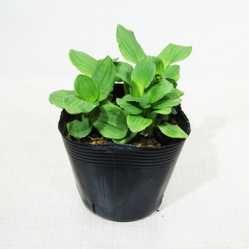 □春の山野草フェア□ ギボウシ ホスタ 尾瀬白花丸葉ギボウシ Φ9cmポット苗のサムネイル