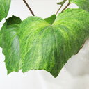 □山野草・古典園芸植物□ ツワブキ 石蕗 〈NEW!〉碧霞元君 4号鉢植え