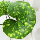□山野草・古典園芸植物□ ツワブキ 石蕗 〈NEW!〉天星 4号鉢植え