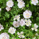 □初夏の山野草フェア□ ヒメイワダレソウ Φ9cmポット苗