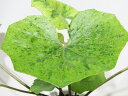 □山野草・古典園芸植物□ ツワブキ 石蕗 〈NEW!〉七変化 4号鉢植え