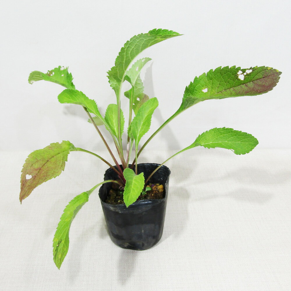 □夏の山野草□ おみなえし（女郎花） Φ9cmポット苗