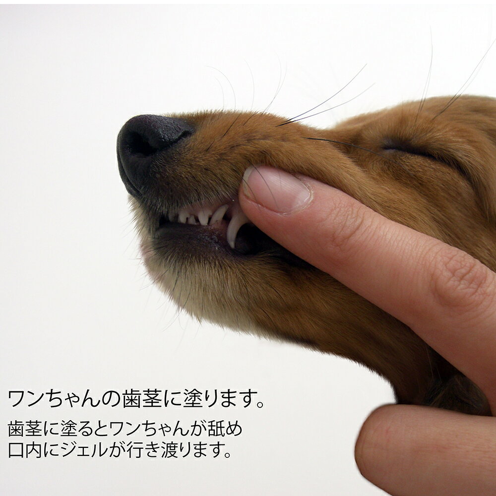 �����⥹�饯�� �ǥ󥿥��������� �����륿���� 55g