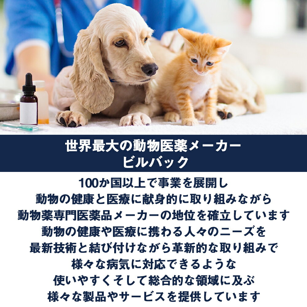 ビルバックの紹介