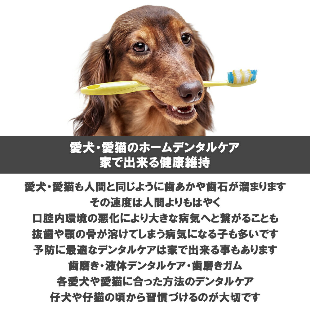 �ڥޥ饽���������P2�ܰʾ�� �ӥ�Хå� ������ C.E.T�ӥ�Хå����奦 ���٤�2�� ����̵��