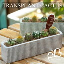 サボテン植物寄植え ボックス サボテン ドリコテレ セレウス・ペルヴィアナス 金晃丸 エキノプシスオキナゴナ ドリコテレ 竜神木 寄せ植え インテリア お祝い ...
