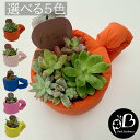多肉植物寄植え カラーポット 寄せ植え インテリア お祝い 母の日 ギフト プレゼント おしゃれ 育てやすい多肉植物 ズボラな方にピッタリな植物育てやすくてかわ...