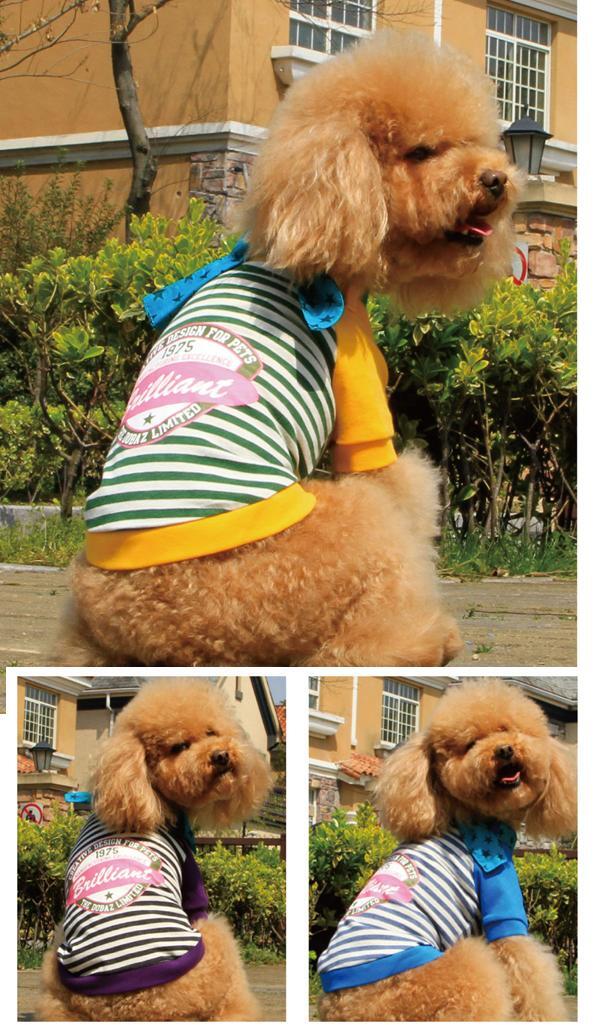 犬 服 dobazドバズ ドッグウェア Tシャツ メール便可DA13040