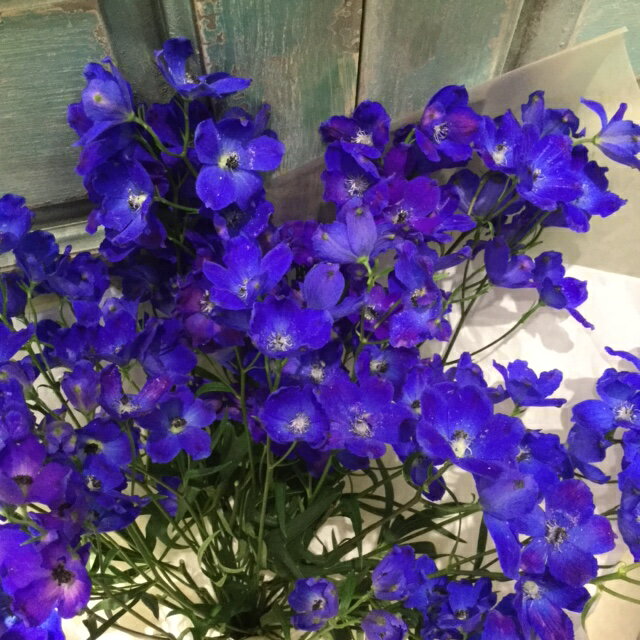デルフィニュームの花束！【生花】ブルー系花束！お誕生日ギフト、記念日に！