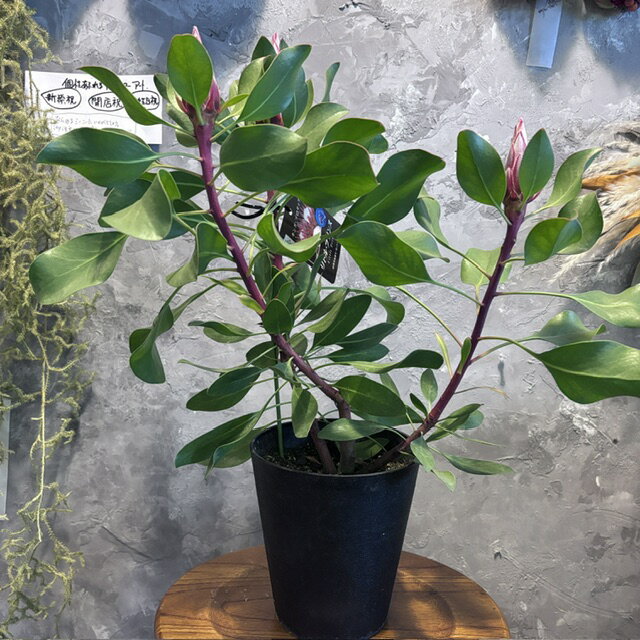 楽天市場】キングプロテア（フラワーアレンジメント｜花・観葉植物