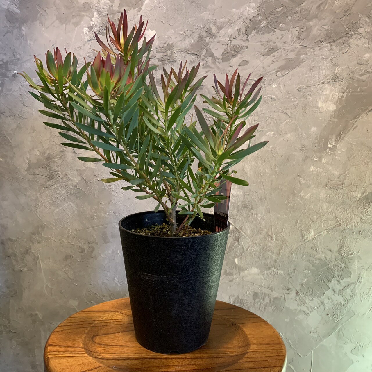 楽天市場】リューカデンドロン ストロベリーフェア(花 楽天市場】リューカデンドロン ストロベリーフェア(花