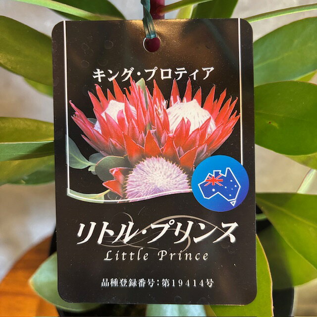 【キングプロティアの鉢花】【リトルプリンス】花付き、ワイルドフラワー、5号鉢、人気のオーストラリアンプランツ！お買い得！