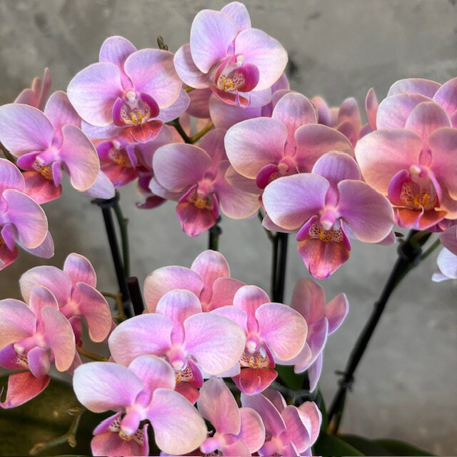 �ڥߥ˥ե��졡�ԥ󥯡ۡڥơ��֥��ĳ�������祦����6��Ω/5��ȭ���ˤ��˺�Ŭ�����渵����ǰ�������۽ˤ��ʤɤˡ�Ĺ�������Ĥ�Ȥ��������������ĺ���ޤ����ץ饹�ƥ��å�5��ȭ��Premium