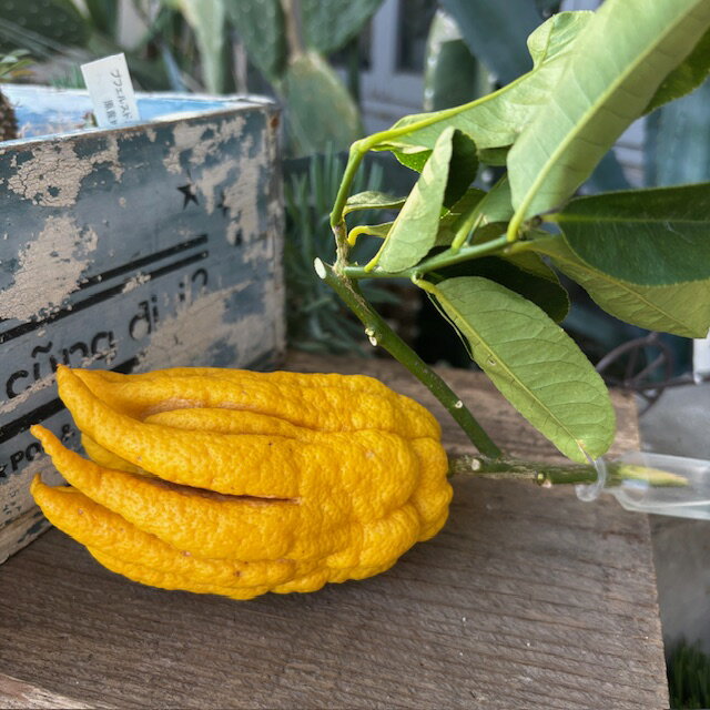 ☀【ゆうゆうちゃん用】仏手柑❗️小20個枝付き(約10cm)特別セット‼️ 楽天市場】佛手柑の通販