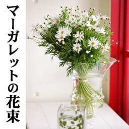 マーガレットの花束 大人気！清楚でナチュラルな贈物♪送別/卒業/送迎/期間限定/誕生日ギフト/可愛い系/ホワイト