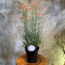 希少な鉢花　オーストラリアネイティブプランツ キク科　オゾタムヌス属