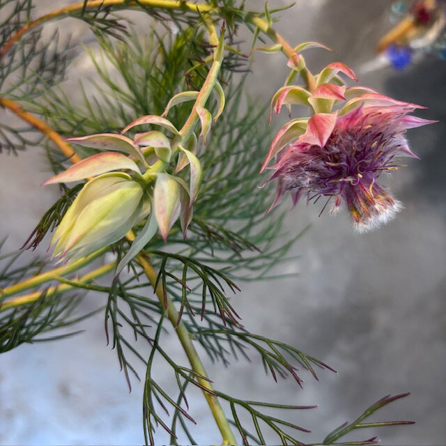 【プリティーピンク】【ピンク】セルリアの鉢花！5号鉢　花付き　寒さに強い　ドライフラワーにも！