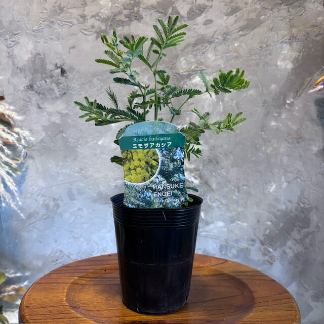 楽天市場】ミモザアカシア 切り花の通販