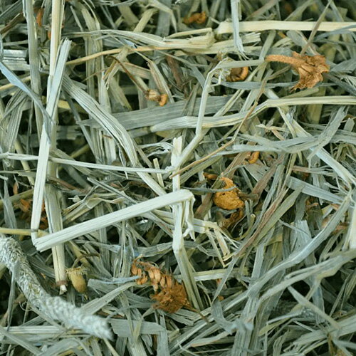 OXBOW �ܥ��˥��� �إ� 425g �����ס�����̵��(�����ϰ�����)��