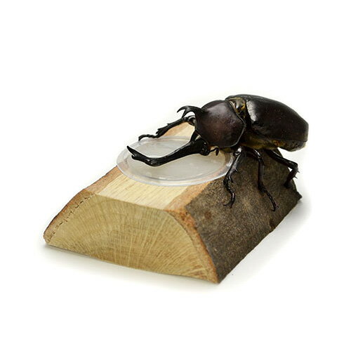 �����磻�ɥ��꡼�� �ѻ� T23 �ֻ�������סڹ��8,800�߰ʾ������̵��(�����ϰ�����)��