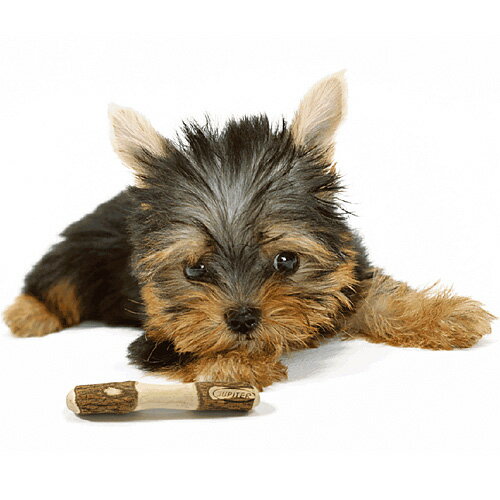 KAWAI Neem���ߤ����ܡ��� Ķ�������� 6���� �����סڹ��8,800�߰ʾ������̵��(�����ϰ�����)��