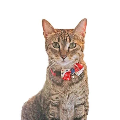 【メール便】CAT Amo.k アモワークス キャット　アンカーリボン カラー レッド ネイビー S M サイズ 猫..