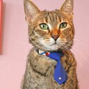 ポイント10倍 要エントリ-【メール便】CAT Amo.k アモワークス キャット 星ネクタイ カラー レッド ブルー S M サイズ 猫用首輪 セーフティバックル 810044