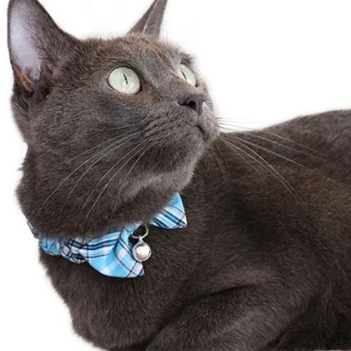 【メール便】CAT Amo.k アモワークス キャット スプリングチェック カラー ピンク ブルー S M サイズ 猫用首輪 セーフティバックル 810016