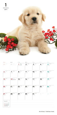【カード決済メール便送料82円】期間限定THEDOGのアーリスト社製ミニカレンダー2016ゴールデン・レトリーバー