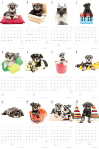 【カード決済メール便送料164円】期間限定THEDOGのアーリスト社製ミニカレンダー2016ミニチュア・シュナウザー